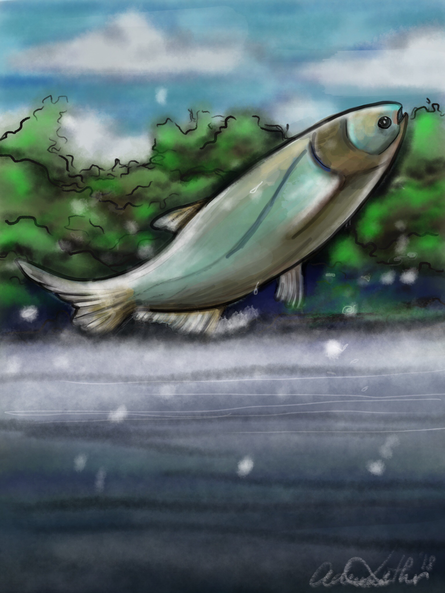 Wish Upon a Fish